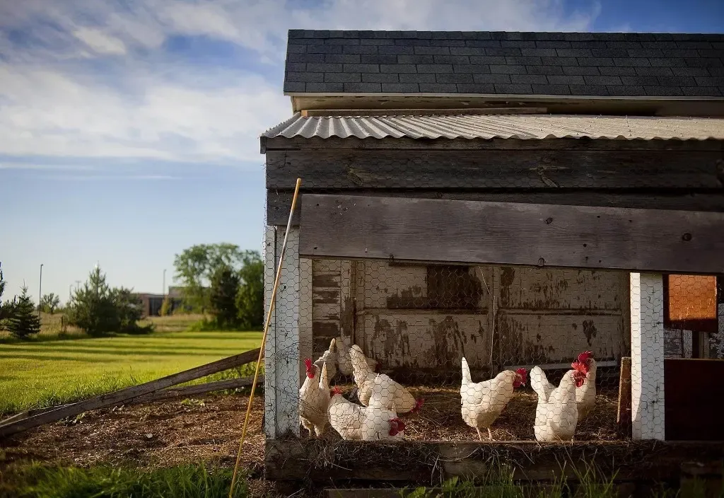 Stables and animal enclosures