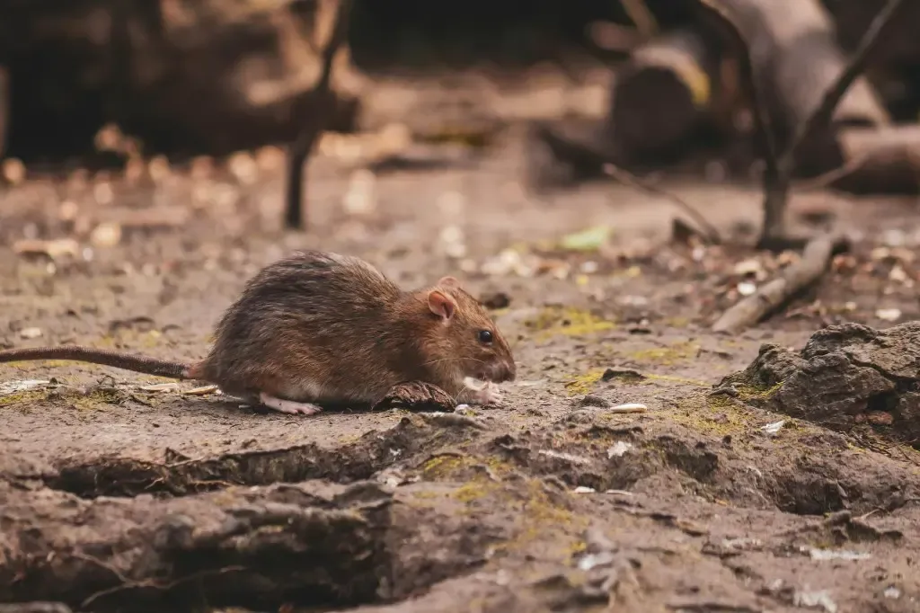 Rat on rocky ground